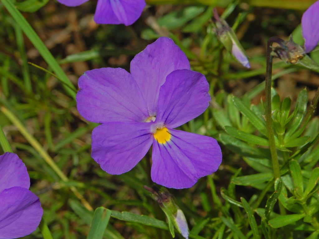 Viola bertolonii / Viola di Bertoloni